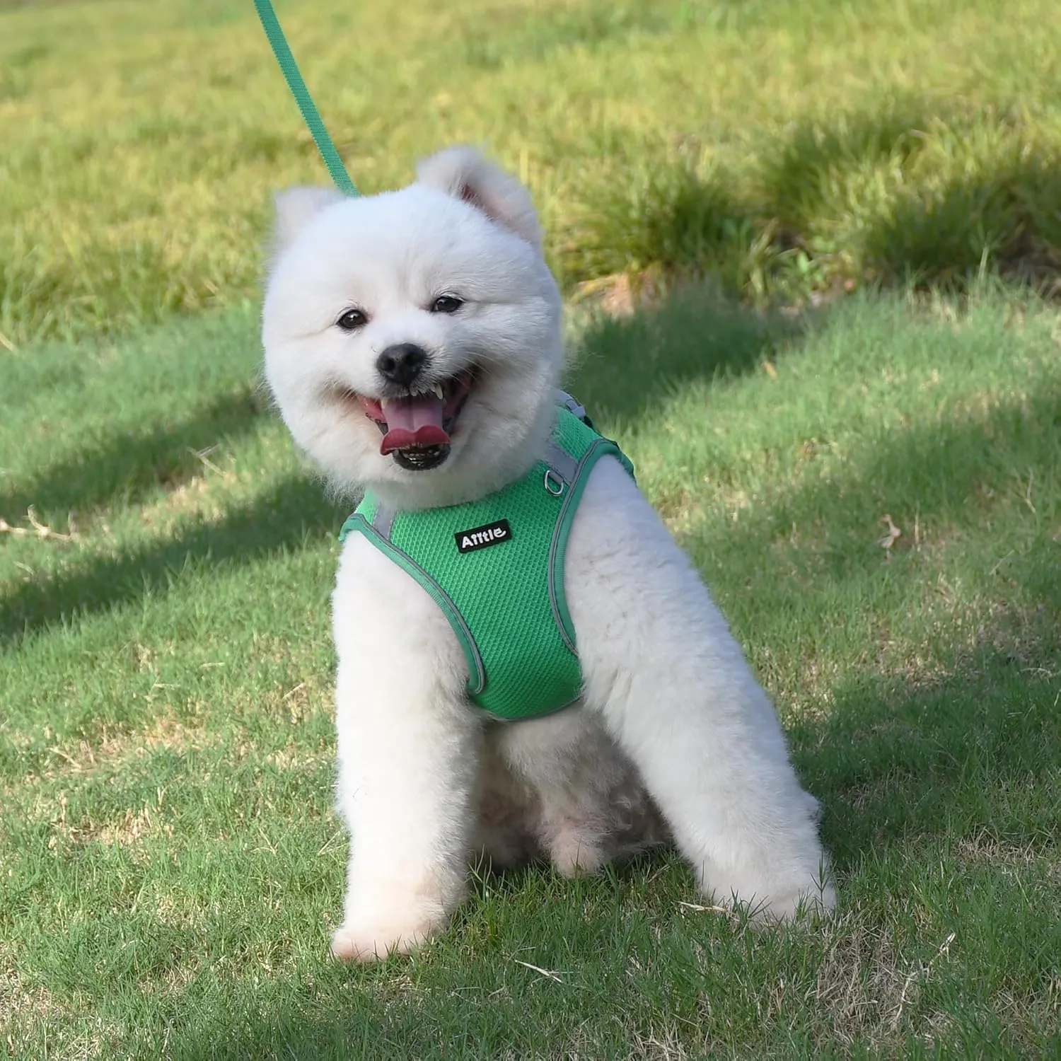 AIITLE Dog Harness and Leash Set, No Pull Step in Puppy Harness with Super Breathable Mesh, Reflective Puppy Essentials for Outdoor Walking, Training for Small Dogs, Cats Green XS