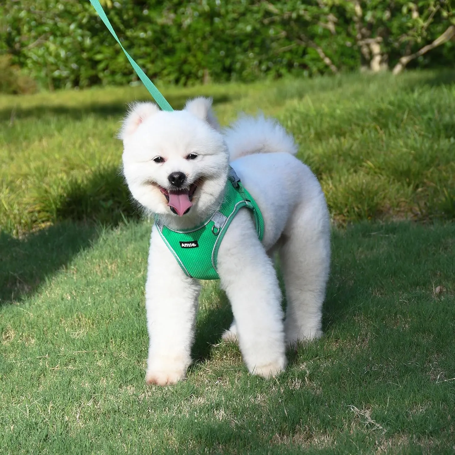 AIITLE Dog Harness and Leash Set, No Pull Step in Puppy Harness with Super Breathable Mesh, Reflective Puppy Essentials for Outdoor Walking, Training for Small Dogs, Cats Green XS