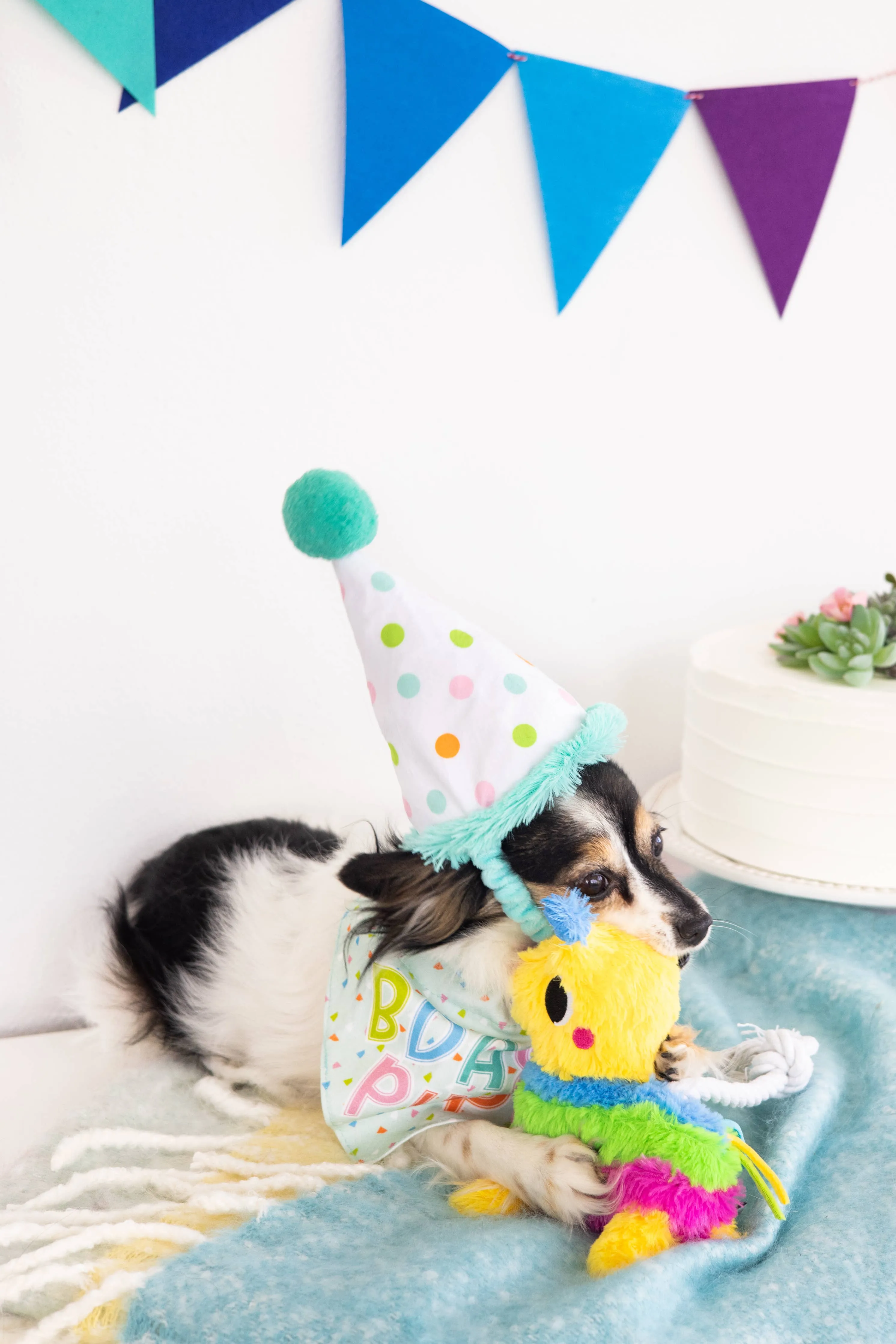 Birthday Pup Bandana Hat Set