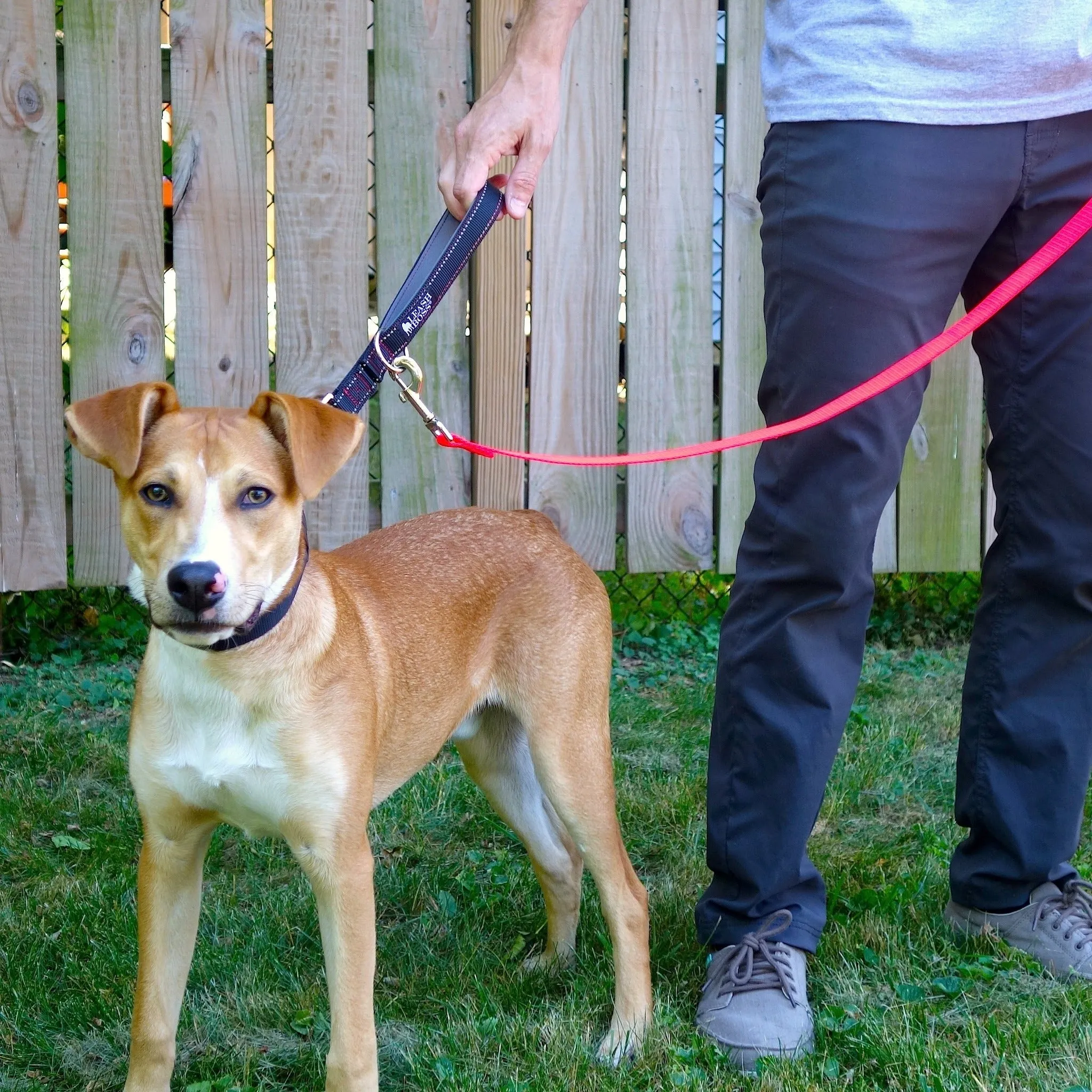 Copy of 24 Inch Padded Handle Leash with Reflective Webbing and O-Ring