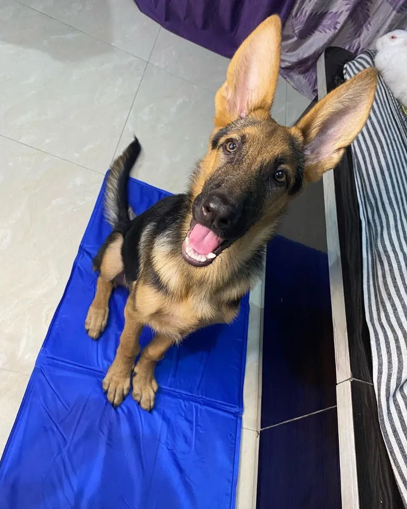Goofy Tails Pet Cooling Mat for Dogs and Cats