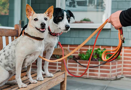 Napoli Leash
