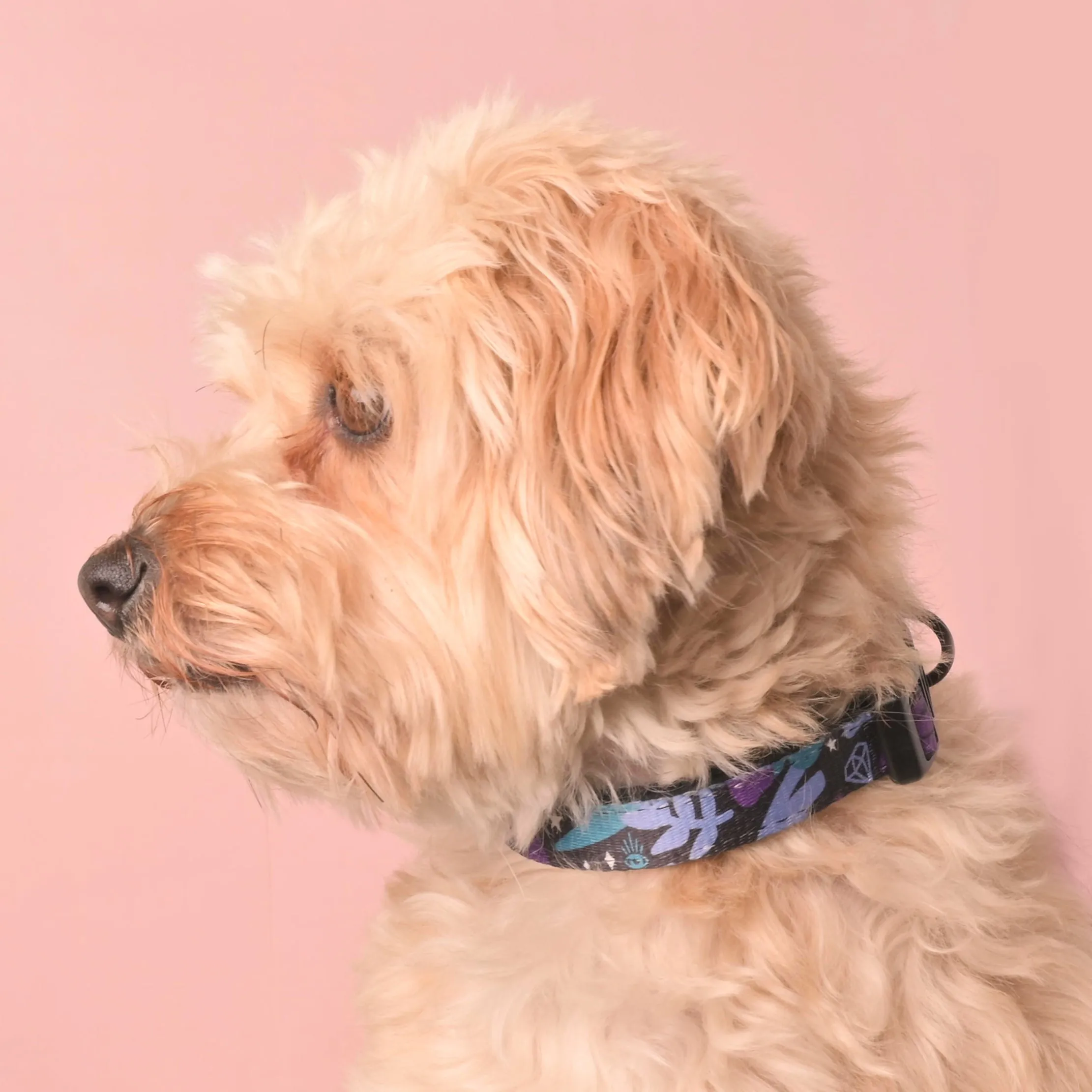 Spooky Magic Pet Collar