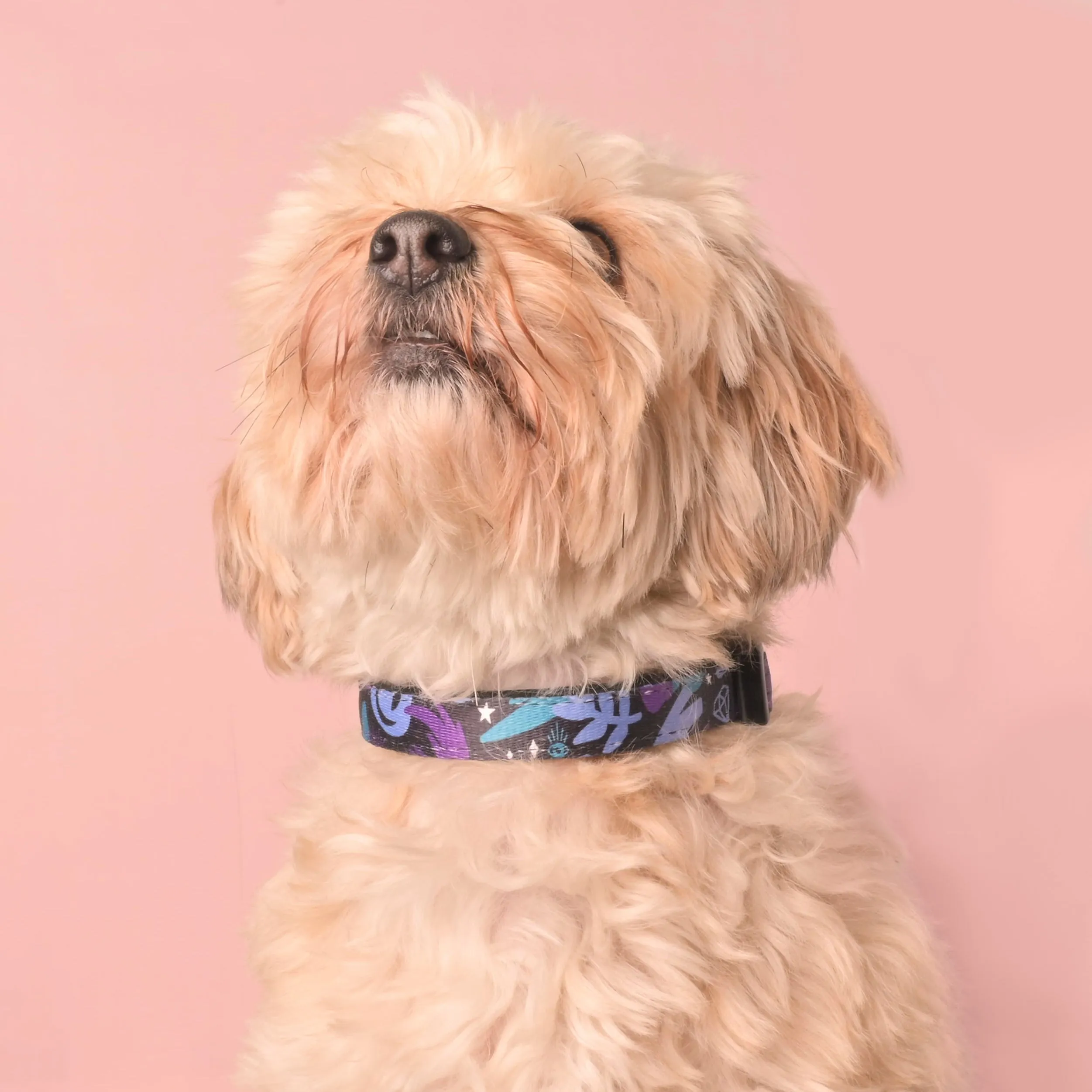 Spooky Magic Pet Collar